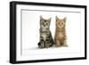 Two Kittens-null-Framed Photographic Print