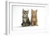 Two Kittens-null-Framed Photographic Print