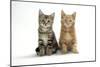 Two Kittens-null-Mounted Photographic Print