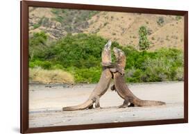 Two Komodo dragons fighting on a beach, Komodo Island-Nick Garbutt-Framed Photographic Print