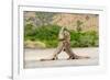 Two Komodo dragons fighting on a beach, Komodo Island-Nick Garbutt-Framed Photographic Print