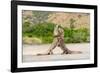 Two Komodo dragons fighting on a beach, Komodo Island-Nick Garbutt-Framed Photographic Print