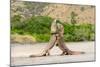 Two Komodo dragons fighting on a beach, Komodo Island-Nick Garbutt-Mounted Photographic Print