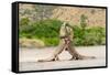 Two Komodo dragons fighting on a beach, Komodo Island-Nick Garbutt-Framed Stretched Canvas