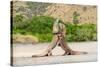 Two Komodo dragons fighting on a beach, Komodo Island-Nick Garbutt-Stretched Canvas