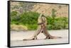 Two Komodo dragons fighting on a beach, Komodo Island-Nick Garbutt-Framed Stretched Canvas