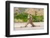 Two Komodo dragons fighting on a beach, Komodo Island-Nick Garbutt-Framed Photographic Print