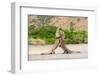 Two Komodo dragons fighting on a beach, Komodo Island-Nick Garbutt-Framed Photographic Print