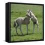 Two Konik Horse Foals Playing, Oostvaardersplassen, Netherlands, June 2009-Hamblin-Framed Stretched Canvas