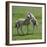 Two Konik Horse Foals Playing, Oostvaardersplassen, Netherlands, June 2009-Hamblin-Framed Photographic Print