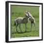 Two Konik Horse Foals Playing, Oostvaardersplassen, Netherlands, June 2009-Hamblin-Framed Photographic Print