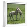 Two Konik Horse Foals Playing, Oostvaardersplassen, Netherlands, June 2009-Hamblin-Framed Photographic Print