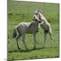 Two Konik Horse Foals Playing, Oostvaardersplassen, Netherlands, June 2009-Hamblin-Mounted Photographic Print