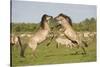 Two Konik Horse Stallions Fighting During Breeding Season, Oostvaardersplassen, Netherlands-Hamblin-Stretched Canvas