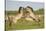 Two Konik Horse Stallions Fighting During Breeding Season, Oostvaardersplassen, Netherlands-Hamblin-Stretched Canvas