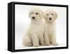 Two Labradoodle (Labrador X Poodle) Puppies, Sitting-Mark Taylor-Framed Stretched Canvas
