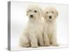 Two Labradoodle (Labrador X Poodle) Puppies, Sitting-Mark Taylor-Stretched Canvas