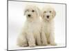 Two Labradoodle (Labrador X Poodle) Puppies, Sitting-Mark Taylor-Mounted Photographic Print