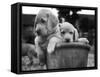 Two Labrador Puppies in a Flowerpot-Henry Grant-Framed Stretched Canvas