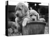 Two Labrador Puppies in a Flowerpot-Henry Grant-Stretched Canvas