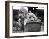 Two Labrador Puppies in a Flowerpot-Henry Grant-Framed Photographic Print