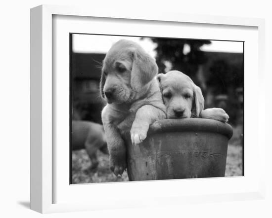 Two Labrador Puppies in a Flowerpot-Henry Grant-Framed Photographic Print