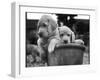 Two Labrador Puppies in a Flowerpot-Henry Grant-Framed Photographic Print
