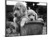 Two Labrador Puppies in a Flowerpot-Henry Grant-Mounted Photographic Print