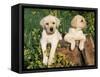 Two Labrador Retriever Puppies, USA-Lynn M. Stone-Framed Stretched Canvas