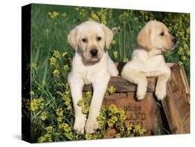 Two Labrador Retriever Puppies, USA-Lynn M. Stone-Stretched Canvas