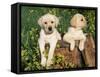 Two Labrador Retriever Puppies, USA-Lynn M. Stone-Framed Stretched Canvas