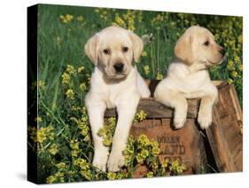 Two Labrador Retriever Puppies, USA-Lynn M. Stone-Stretched Canvas