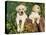 Two Labrador Retriever Puppies, USA-Lynn M. Stone-Stretched Canvas