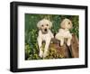 Two Labrador Retriever Puppies, USA-Lynn M. Stone-Framed Premium Photographic Print