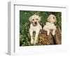 Two Labrador Retriever Puppies, USA-Lynn M. Stone-Framed Premium Photographic Print