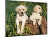 Two Labrador Retriever Puppies, USA-Lynn M. Stone-Mounted Premium Photographic Print