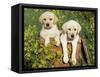 Two Labrador Retriever Puppies, USA-Lynn M. Stone-Framed Stretched Canvas