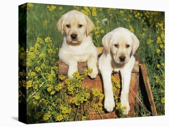 Two Labrador Retriever Puppies, USA-Lynn M. Stone-Stretched Canvas