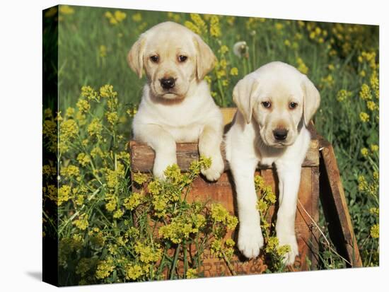 Two Labrador Retriever Puppies, USA-Lynn M. Stone-Stretched Canvas