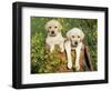 Two Labrador Retriever Puppies, USA-Lynn M. Stone-Framed Premium Photographic Print