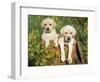 Two Labrador Retriever Puppies, USA-Lynn M. Stone-Framed Premium Photographic Print