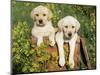 Two Labrador Retriever Puppies, USA-Lynn M. Stone-Mounted Premium Photographic Print
