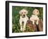 Two Labrador Retriever Puppies, USA-Lynn M. Stone-Framed Photographic Print