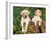 Two Labrador Retriever Puppies, USA-Lynn M. Stone-Framed Photographic Print