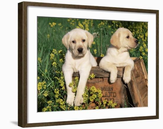 Two Labrador Retriever Puppies, USA-Lynn M. Stone-Framed Photographic Print