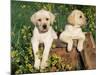 Two Labrador Retriever Puppies, USA-Lynn M. Stone-Mounted Photographic Print