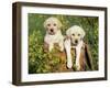 Two Labrador Retriever Puppies, USA-Lynn M. Stone-Framed Photographic Print