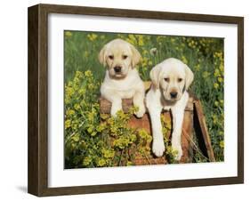 Two Labrador Retriever Puppies, USA-Lynn M. Stone-Framed Photographic Print