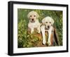 Two Labrador Retriever Puppies, USA-Lynn M. Stone-Framed Photographic Print