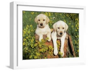 Two Labrador Retriever Puppies, USA-Lynn M. Stone-Framed Photographic Print